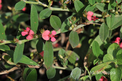 Indigofera linifolia var. campbellii